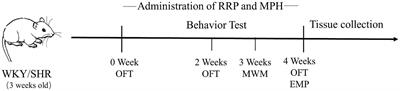 Rehmanniae Radix Preparata ameliorates behavioral deficits and hippocampal neurodevelopmental abnormalities in ADHD rat model
